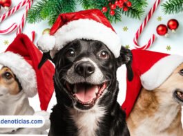 Patas Solidárias lança campanha Pix Natalino para ajudar cães abrigados