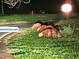 Presença de capivaras acende alerta para risco de acidentes entre praia e usina