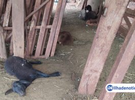 Ataques deixam 17 carneiros mortos em propriedade das Rocinhas Familiares