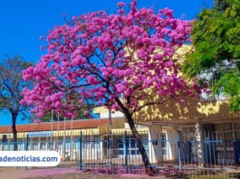 Florada dos ipês tem início e começa a colorir ruas e avenidas de Ilha Solteira