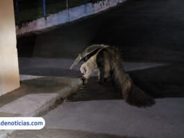 Tamanduá é visto “passeando” pelo Ilha Shopping