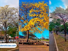 Ilha Solteira ganha cores com florada de ipês brancos e amarelos